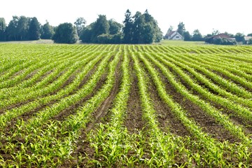 Fototapeta na wymiar organic corn plants