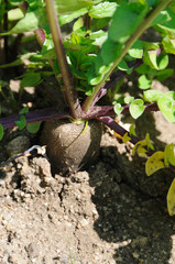 Black radish © lophie