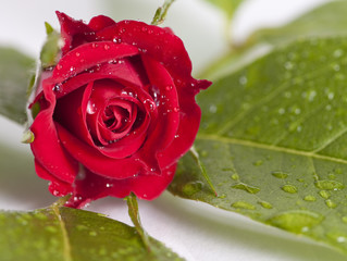 eine rote Rosenblüte