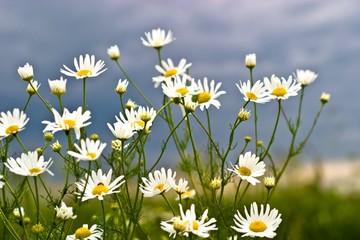 Fototapeta premium flowers