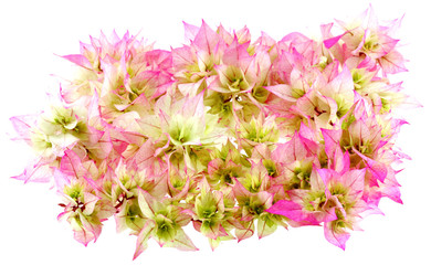 bractées de bougainvillées, fond blanc