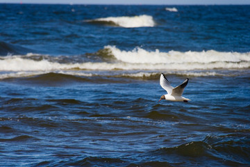Sea and Seagull