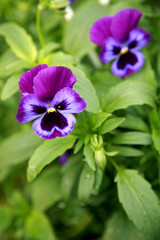 Colorful viola