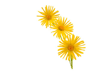 Bright Yellow Daisy Isolated on a White Background