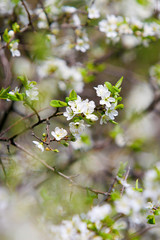 Apple Blossoms