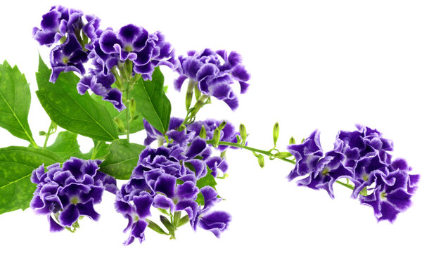 duranta, vanillier de Cayenne ou vanillier marron, fond blanc