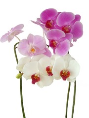 arrangement of orchids