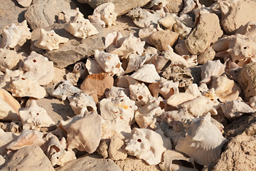 Large Group of Conch Shells on Grand Turk Island, Caribbean