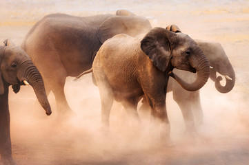 Fototapeta na wymiar Słonie w kurzu