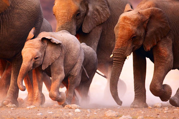 Elefantenherde läuft