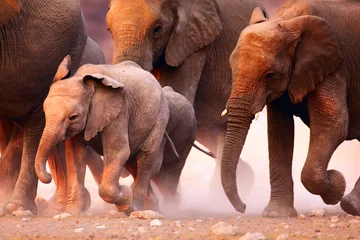 Elefantenherde läuft © JohanSwanepoel