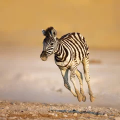 Poster Im Rahmen Laufendes Baby-Zebra © JohanSwanepoel