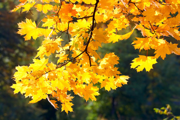 Obraz na płótnie Canvas Autumn gold