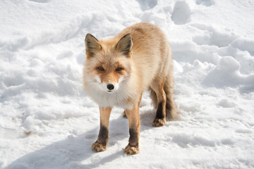 Obraz premium standing winter fox