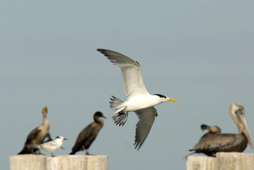 Fototapeta na wymiar Flying gull bird