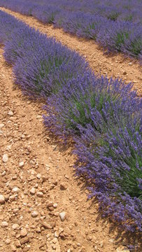 proven&ccedil;al