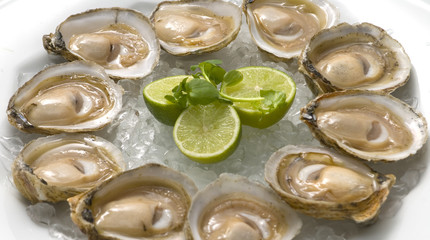 oysters
