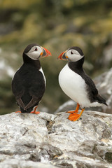 Puffins on a rock
