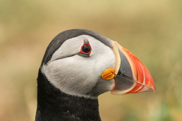 Portrait of a puffin