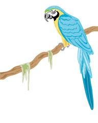 gold and blue macaw © emjay smith