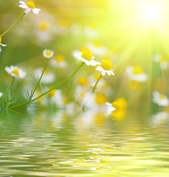 daisys