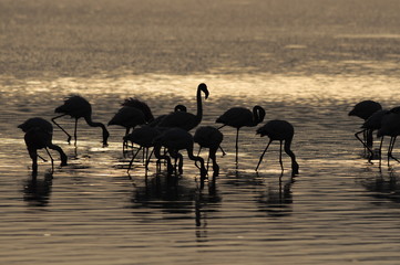 Lesser Flamingoes at sunrise, lake Nakuru, Kenya