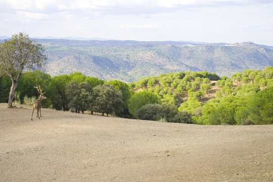 Ciervo en Sierra Morena
