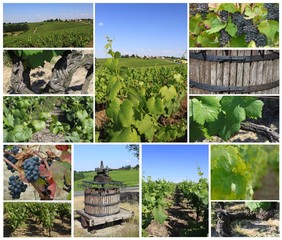 vignoble