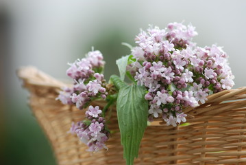 Echter Baldrian (Valeriana officinalis)