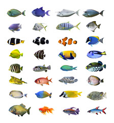 Great tropical fish collection on white background - obrazy, fototapety, plakaty