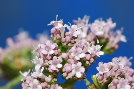 Echter Baldrian (Valeriana officinalis)