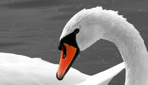 Schwan