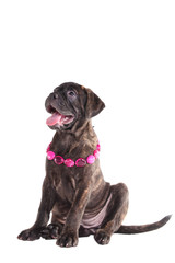 Obraz premium puppy portrait