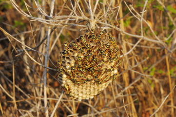 Wasps nest in the grass