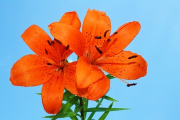 edle Lilie © Yantra