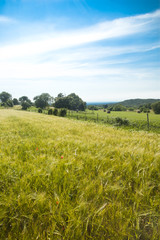 Fototapeta premium Wheat field
