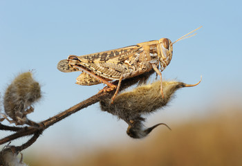 Grasshopper on the dry plant