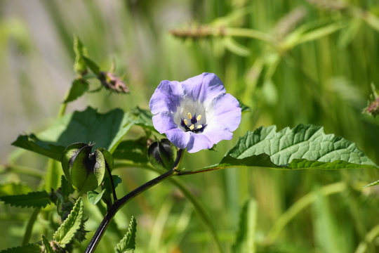 Bl&uuml;te der Giftbeere
