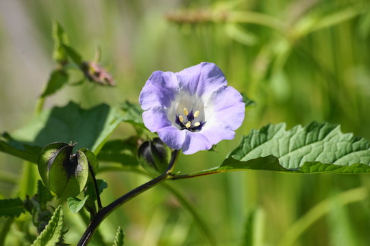 Bl&uuml;te der Giftbeere