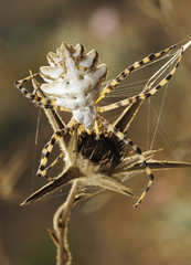 Fototapeta premium Spider argiope lobed