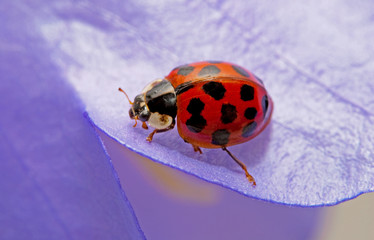 Marienkäfer