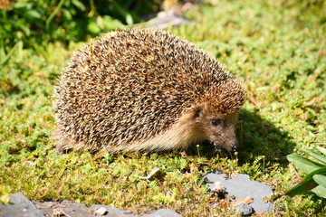 Europäischer Igel