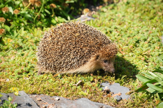 Europ&auml;ischer Igel