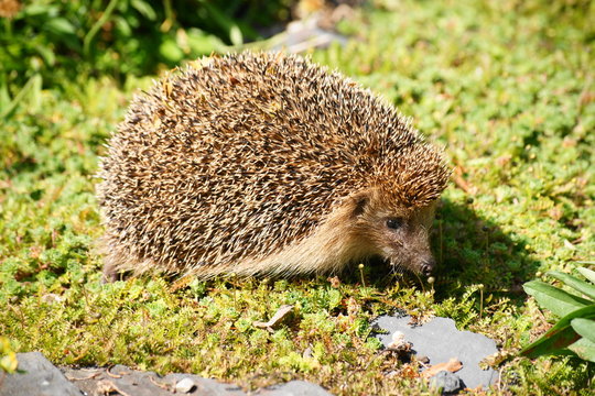 Europ&auml;ischer Igel