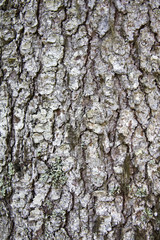 Tree bark texture background