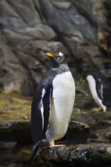 Naklejka premium zoo