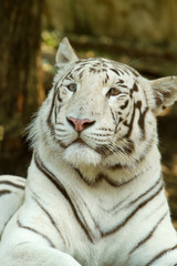 tigre bianca