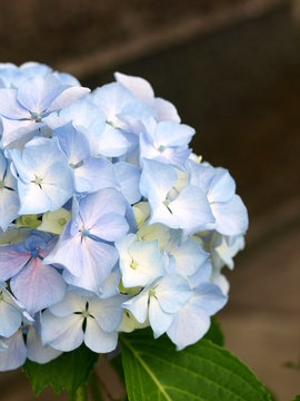 Fototapeta 紫陽花