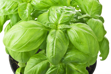 Foglie di Basilico Close up