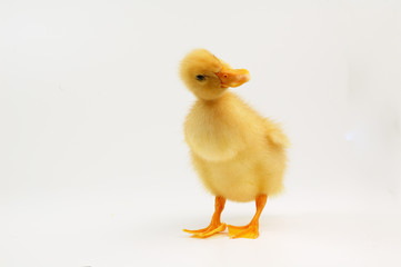 yellow duckling ,looking smartly